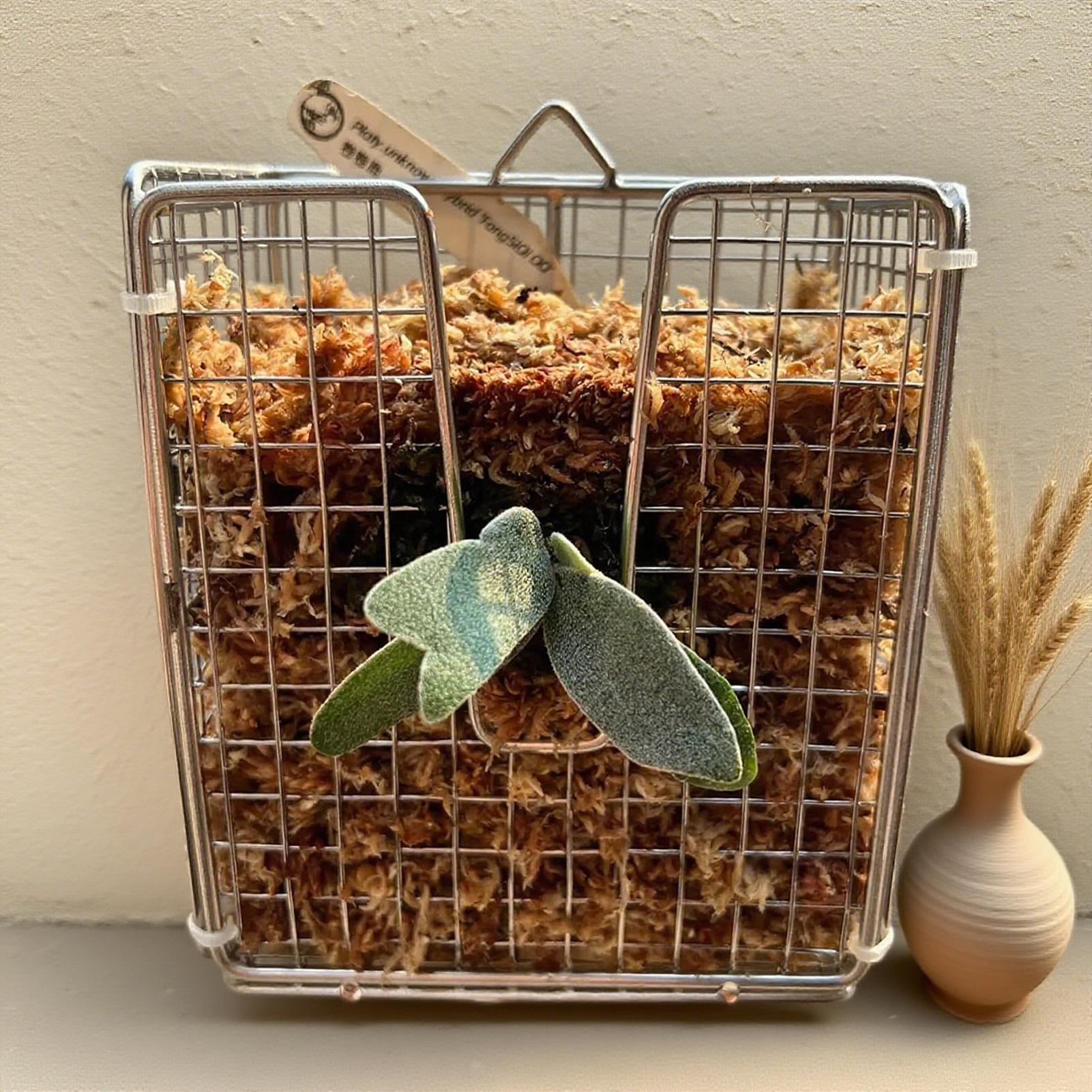 Kit de montage de fougère Stag - Vertical Wall Planter avis et prix