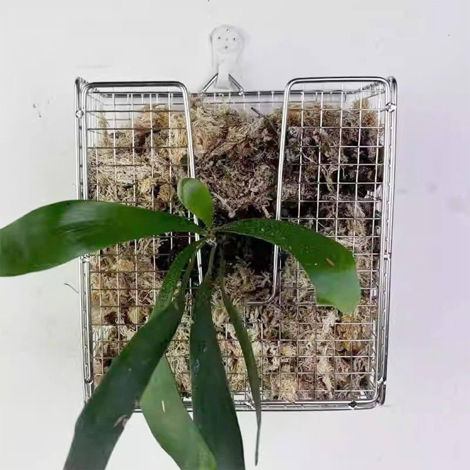 Kit de montage de fougère Stag - Vertical Wall Planter avis et prix