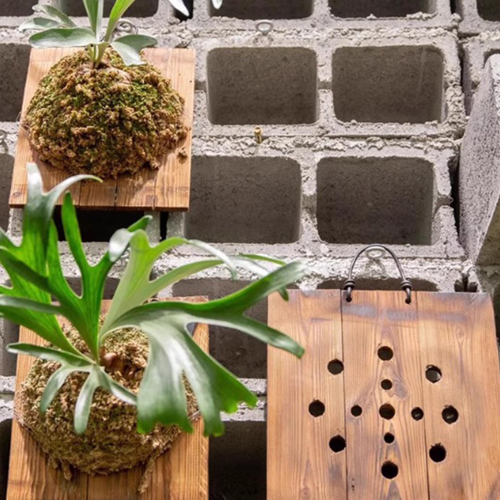 Planche suspendue de fougère e - Vertical Wall Planter avis et prix