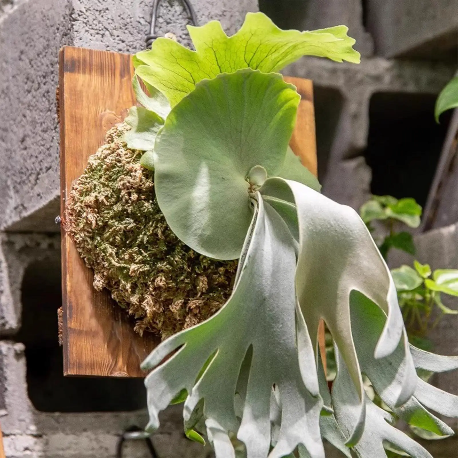 1 pièce Jardinière murale susp - Vertical Wall Planter avis et prix